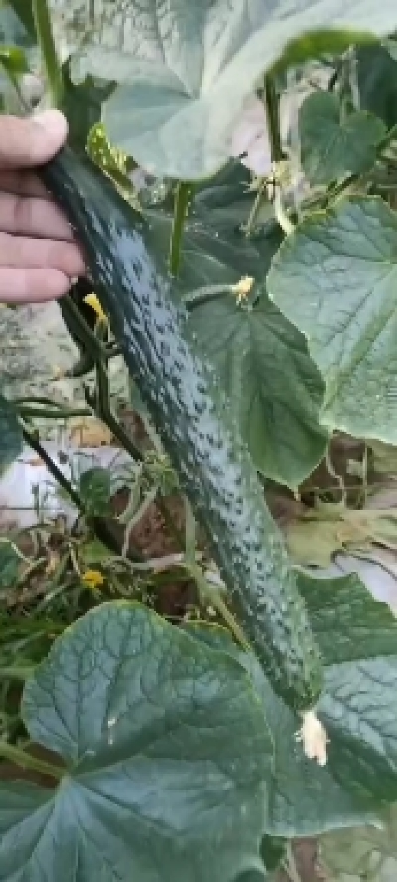 【实力推荐】天水武山密刺黄瓜大量上市，油黑发亮，条形直