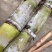 陶山甘蔗种子品种绿皮甘蔗青皮甘蔗芽孢2-4芽建设大田雪蔗
