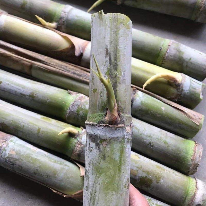 陶山甘蔗种子品种绿皮甘蔗青皮甘蔗芽孢2-4个芽种子