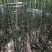 陶山甘蔗种子品种绿皮甘蔗青皮甘蔗芽孢2-4芽建设大田雪蔗