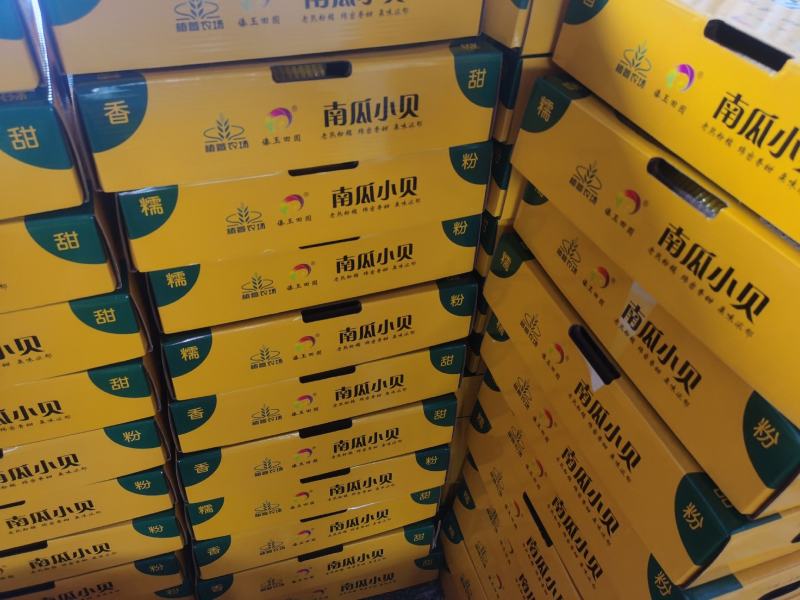 正宗贝贝南瓜全年供应