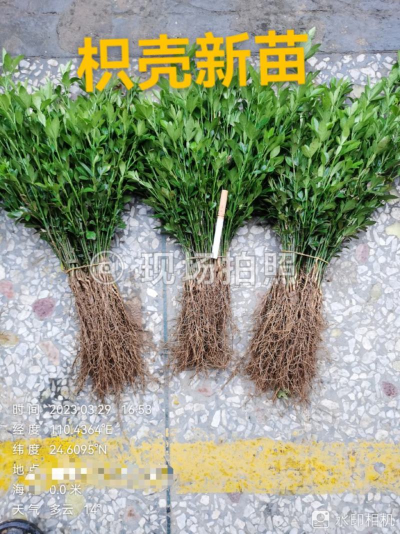 大量供应优质枳壳芽苗（枸桔苗）根系发达，货真价实