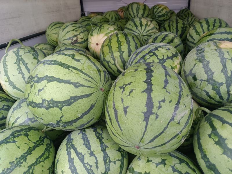 美都西瓜麒麟西瓜8424西瓜大量上市大吨位供应