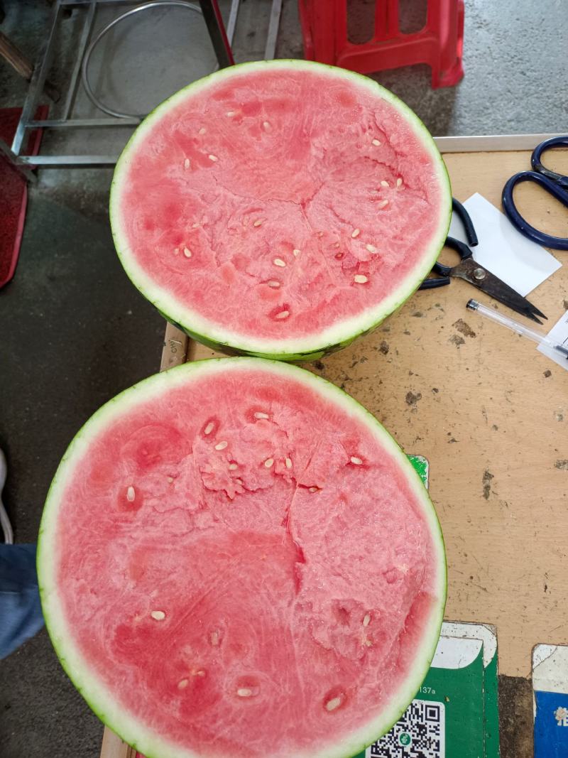 美都西瓜麒麟西瓜8424西瓜大量上市大吨位供应
