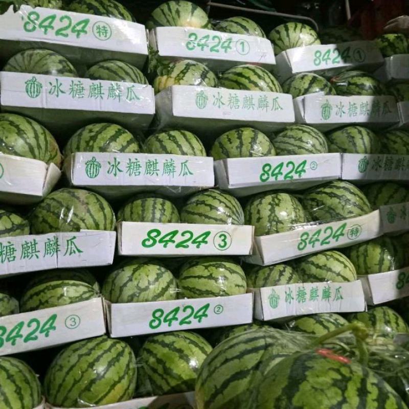 美都西瓜麒麟西瓜8424西瓜大量上市大吨位供应