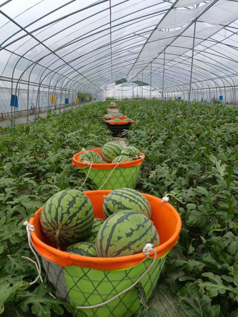 美都西瓜麒麟西瓜8424西瓜大量上市大吨位供应