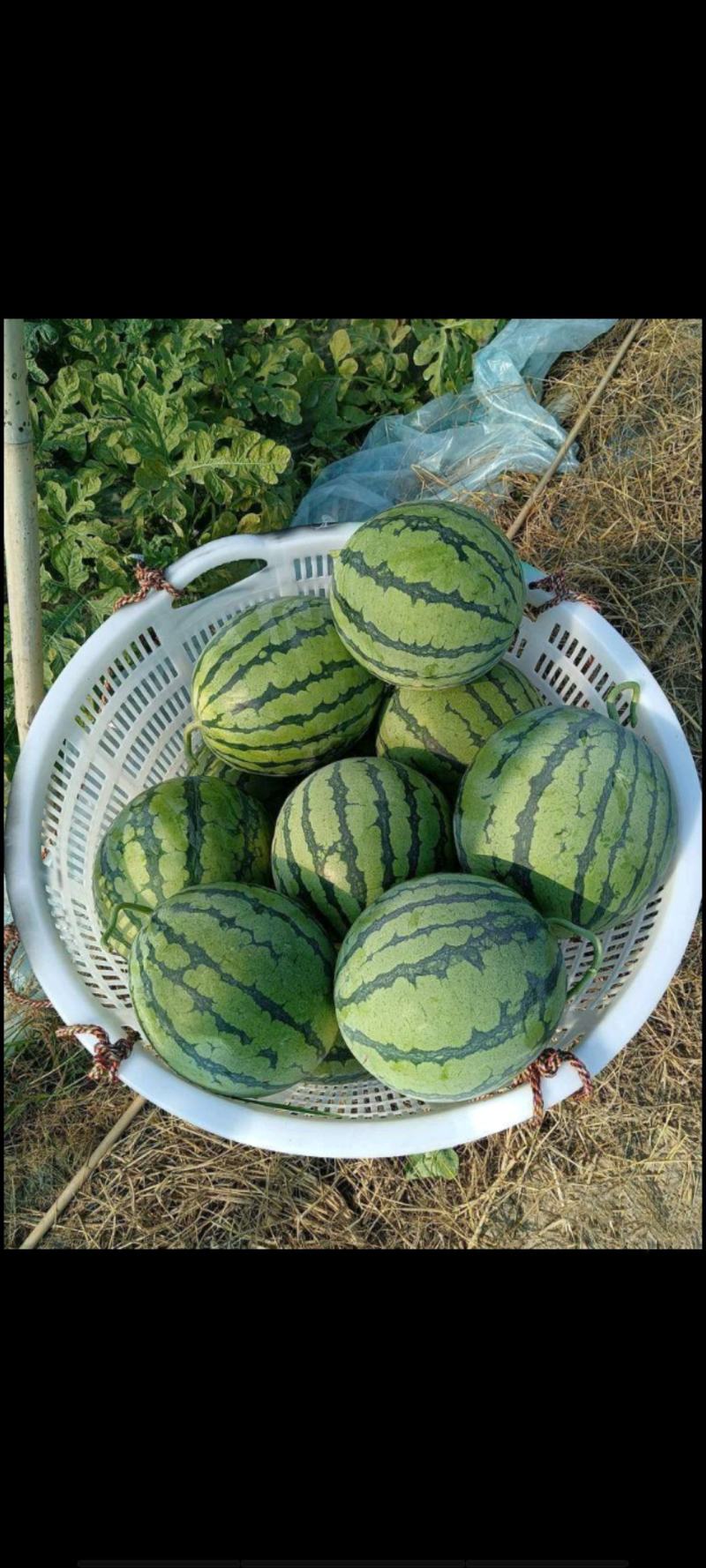 美都西瓜麒麟西瓜8424西瓜大量上市大吨位供应