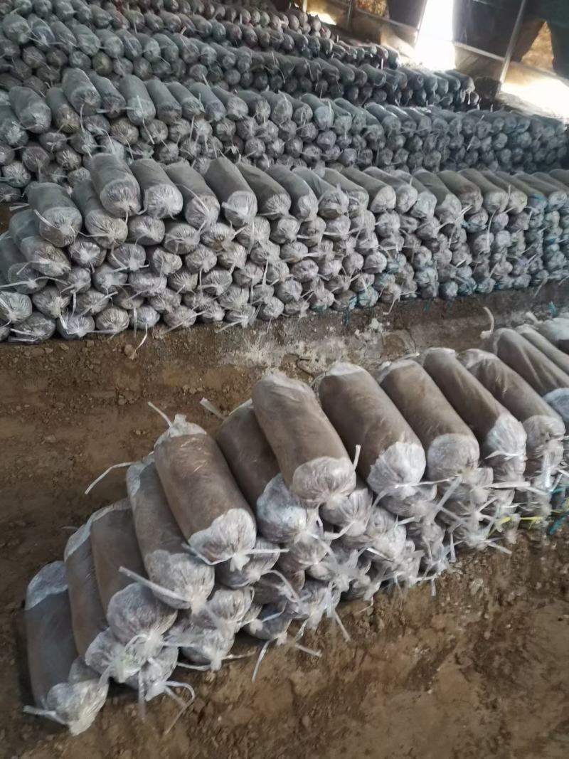 灵芝菌包仙科灵芝养殖基地常年出售各种规格的灵芝包