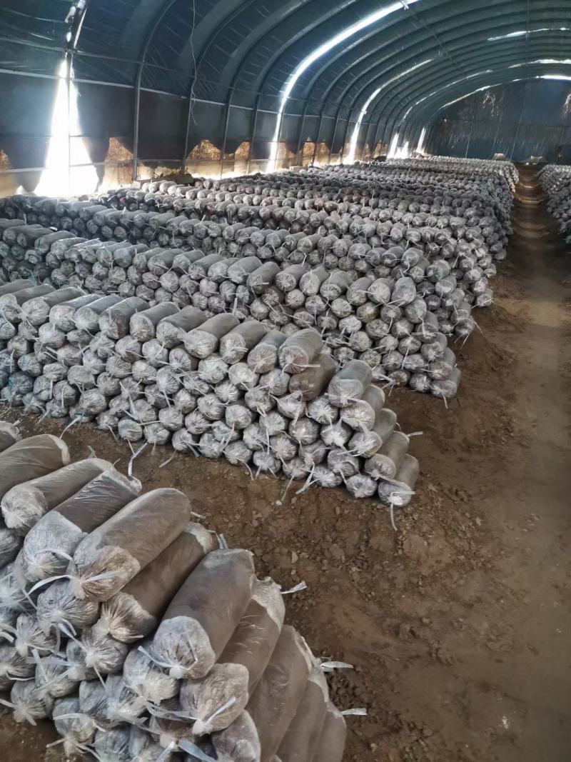 灵芝菌包仙科灵芝养殖基地常年出售各种规格的灵芝包