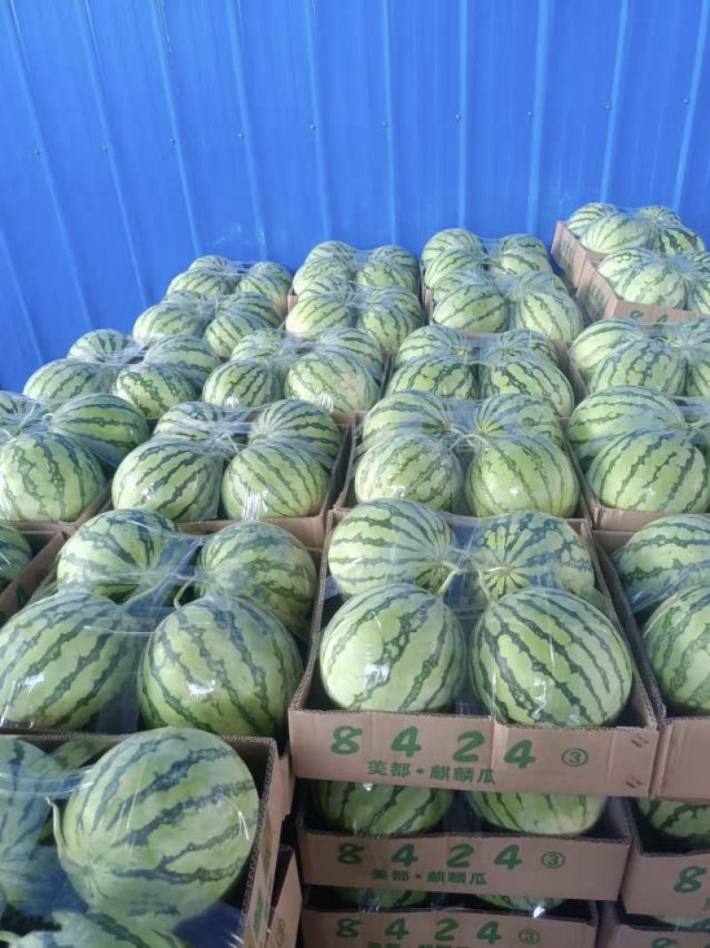 【西瓜】美都西瓜8424麒麟西瓜品质优良甘甜爽口大量供应
