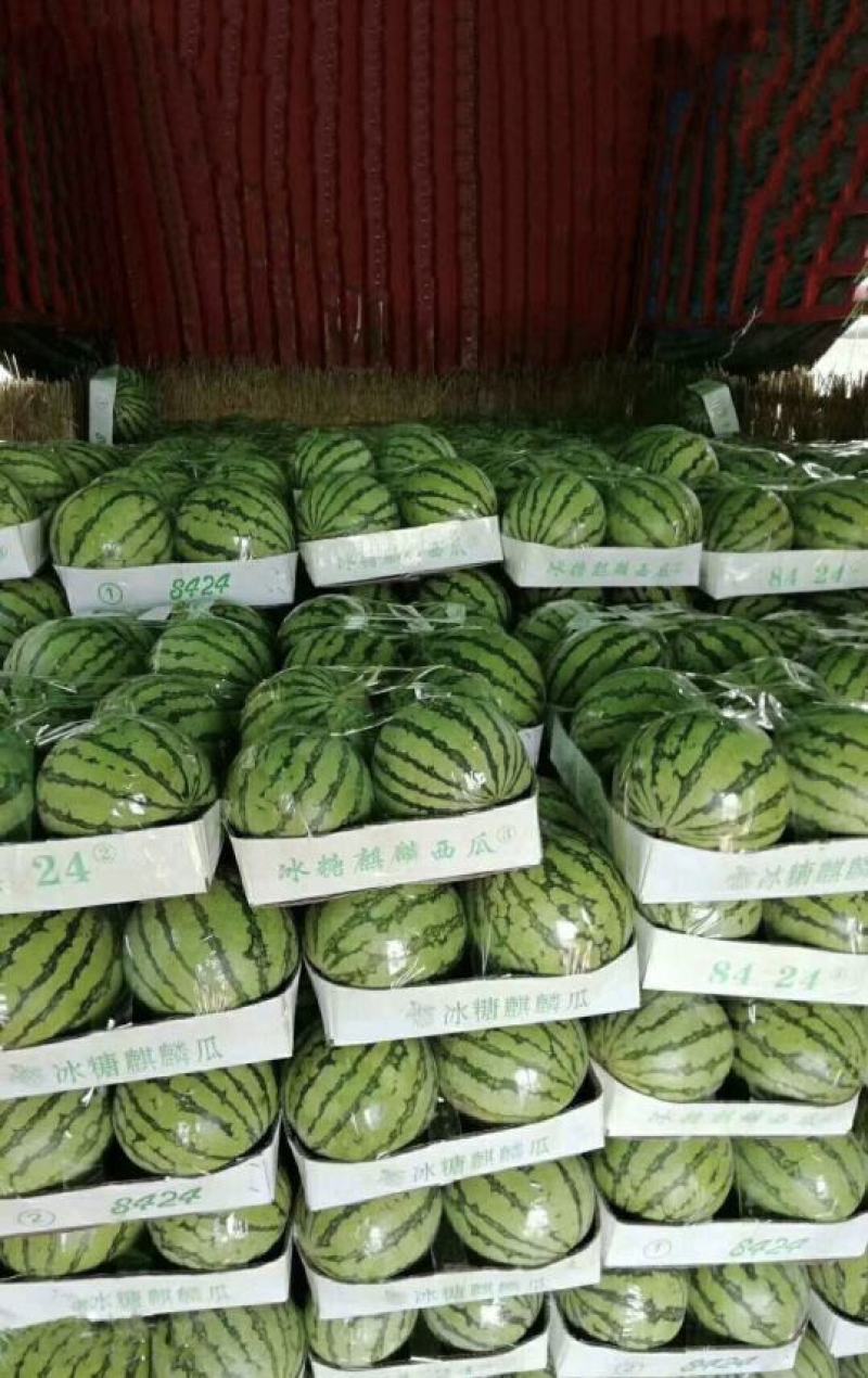 【有好货】美都西瓜8424麒麟瓜大量上市稳定货源大量供应