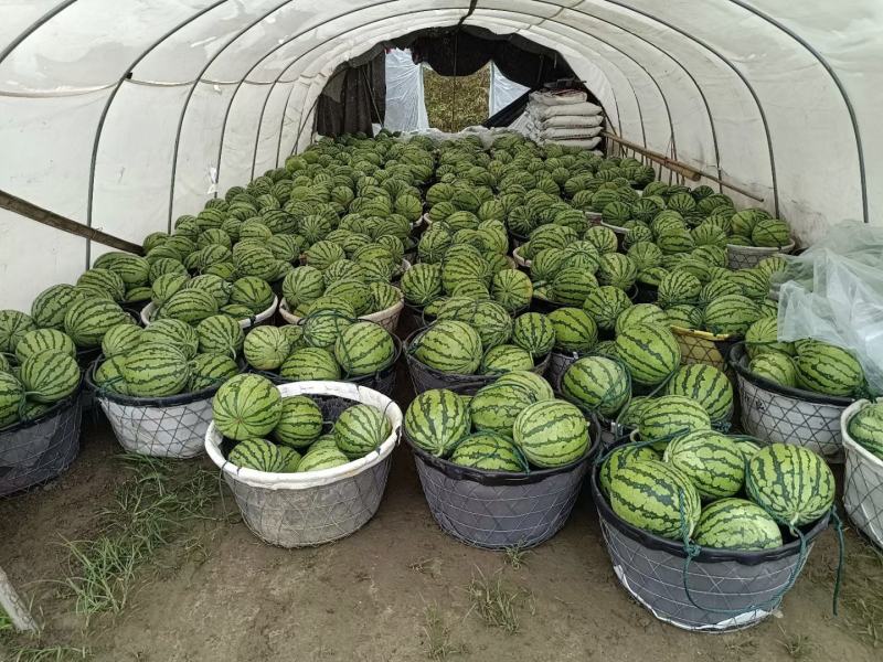 【有好货】美都西瓜8424麒麟瓜大量上市稳定货源大量供应