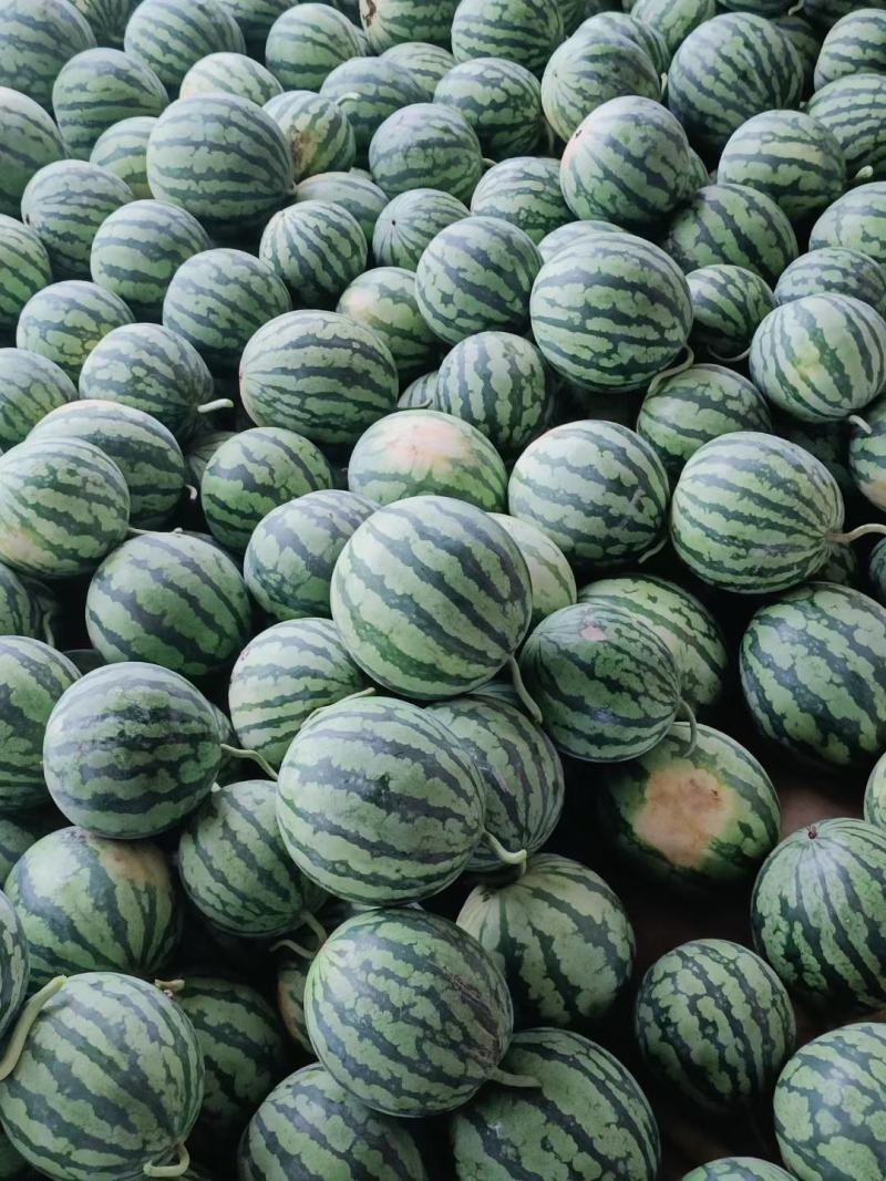 【有好货】美都西瓜8424麒麟瓜大量上市稳定货源大量供应