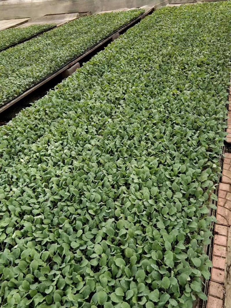 进口青花菜炎秀西兰花种苗产地直发品质保证欢迎来电