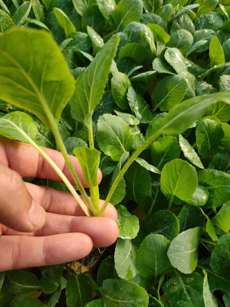 进口青花菜炎秀西兰花种苗产地直发品质保证欢迎来电