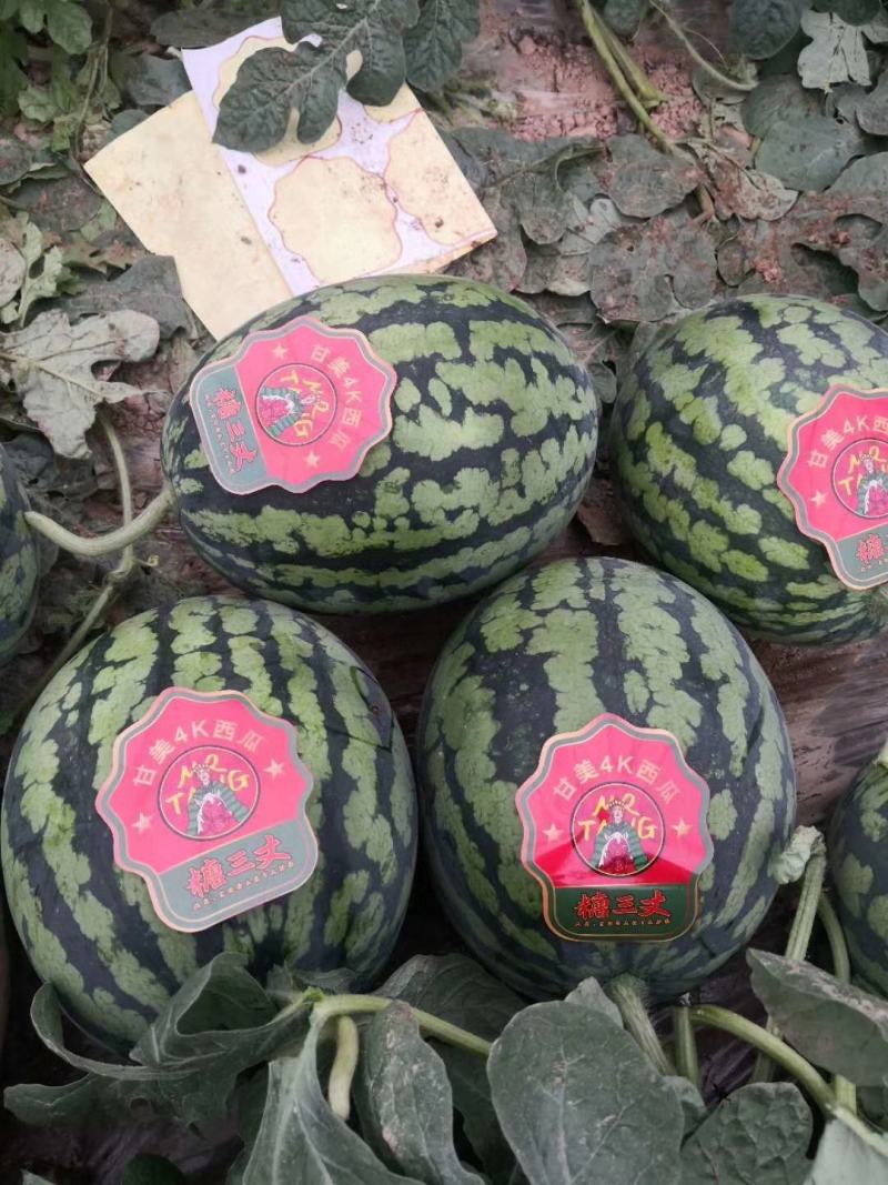 甘美4KF1西瓜种子进口种源皮薄含糖量15度耐裂性强易坐