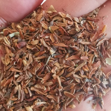 连翘种子连翘籽药用连翘包邮批发零售均可
