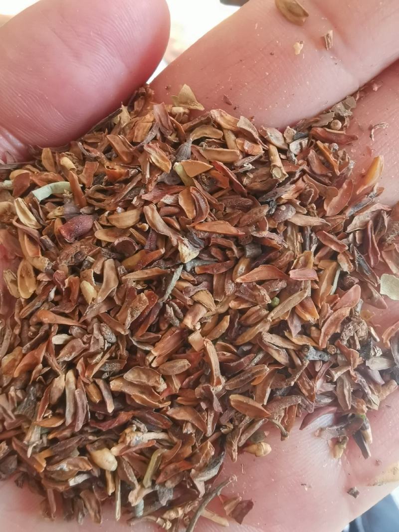 连翘种子连翘籽药用连翘包邮批发零售均可