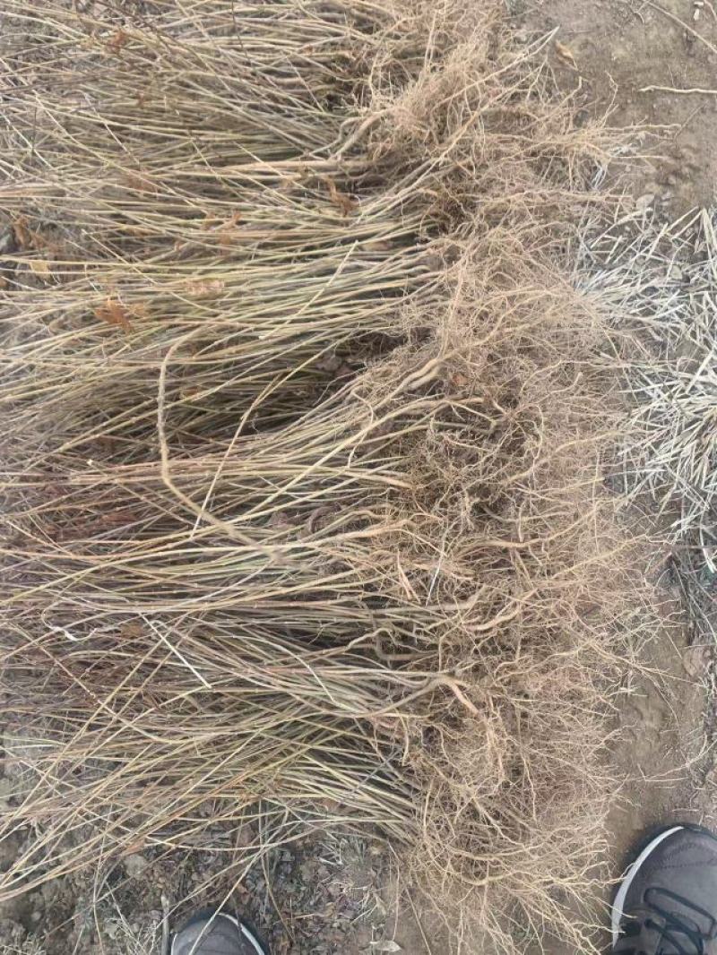 连翘种子连翘籽药用连翘包邮批发零售均可