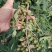 连翘种子连翘籽药用连翘包邮批发零售均可