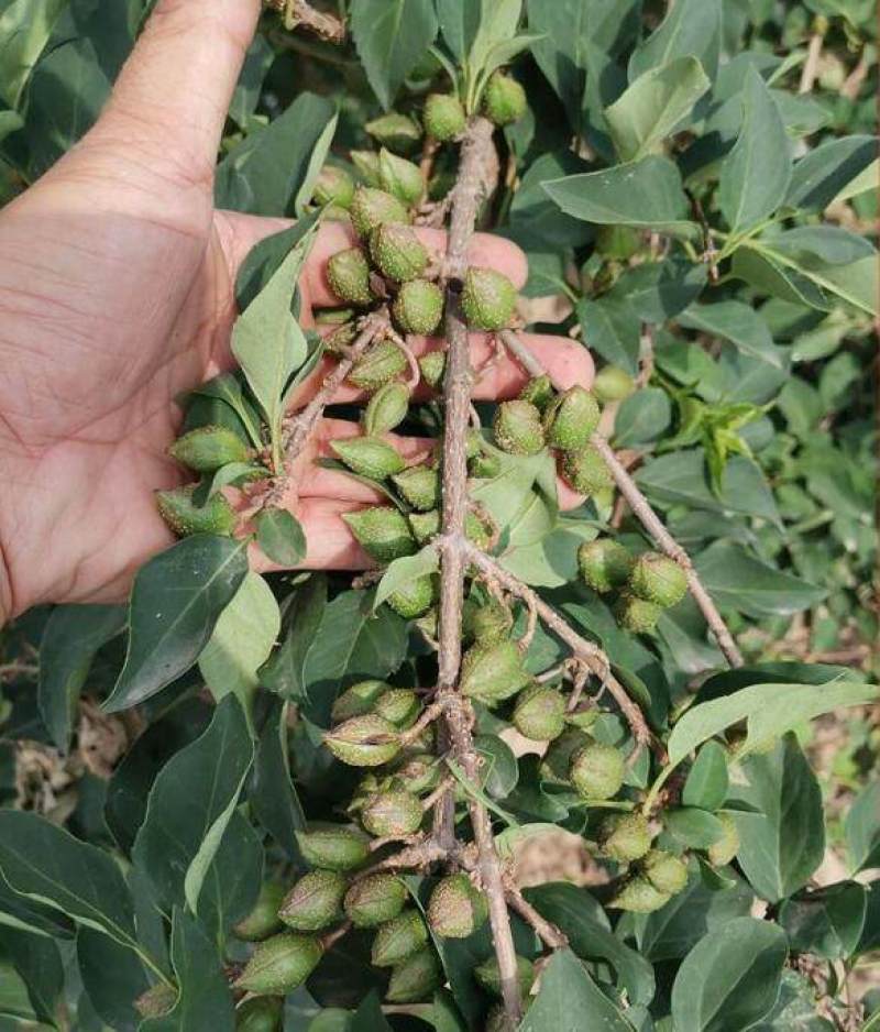 连翘种子连翘籽药用连翘包邮批发零售均可