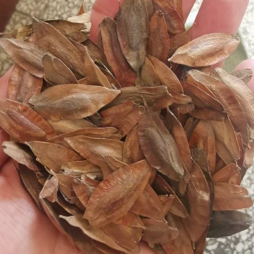 杜仲种子杜仲籽包芽率包邮批发零售均可