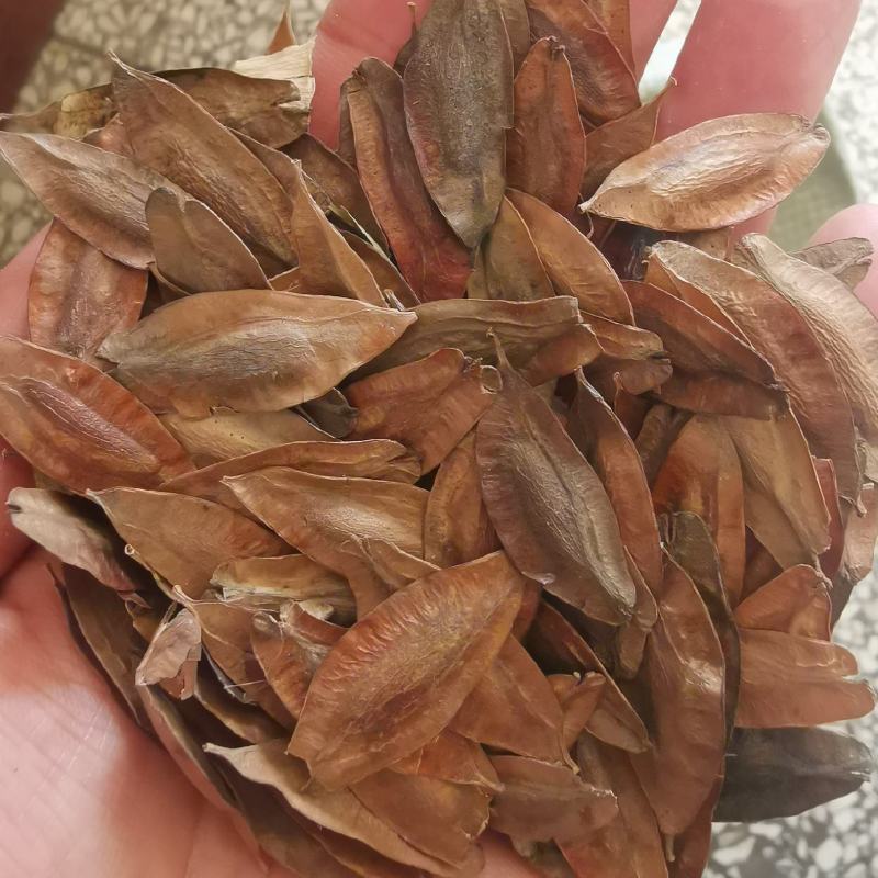 杜仲种子杜仲籽包芽率包邮批发零售均可