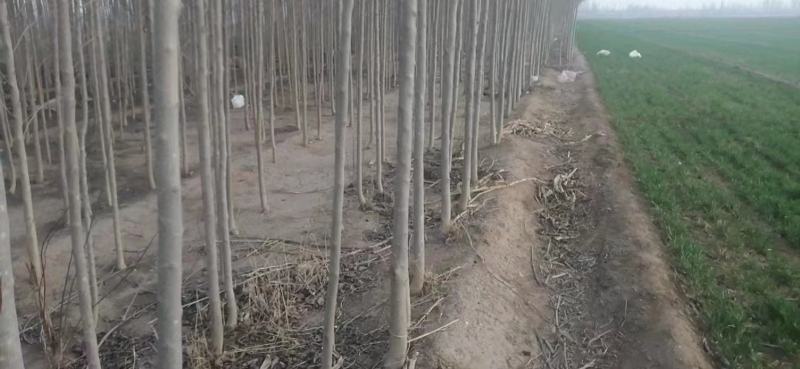 杜仲种子杜仲籽包芽率包邮批发零售均可