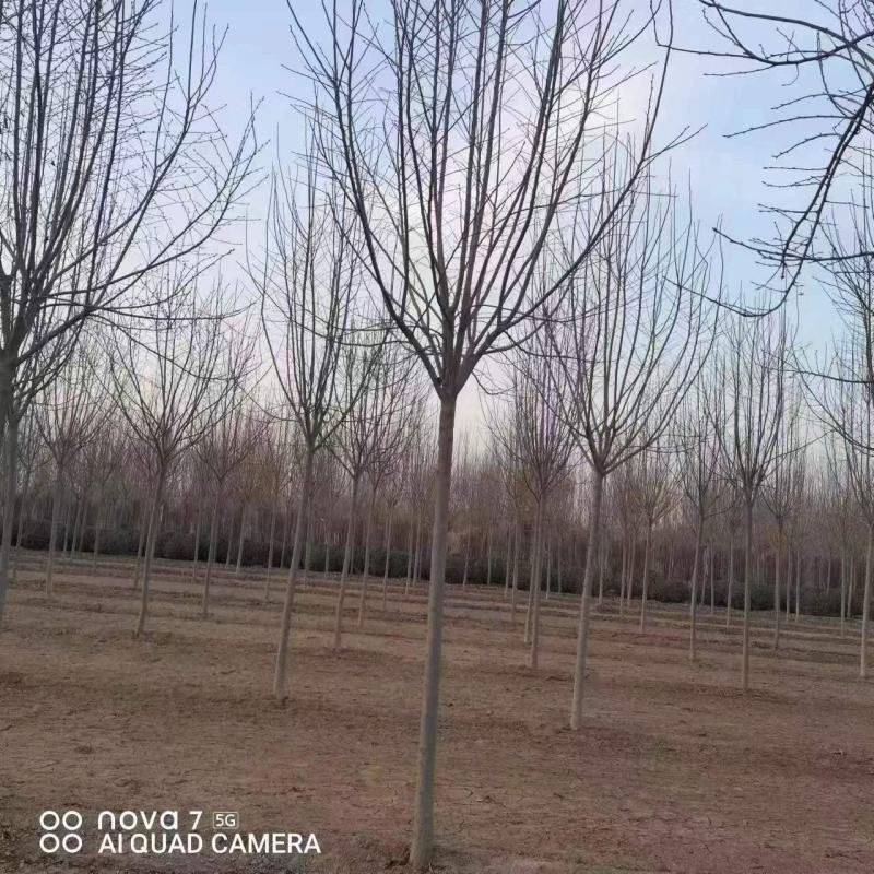 杜仲种子杜仲籽包芽率包邮批发零售均可