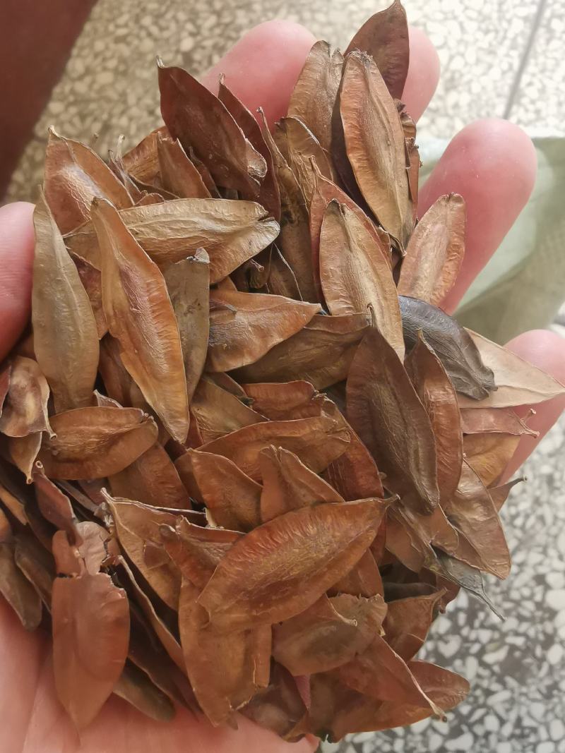 杜仲种子杜仲籽包芽率包邮批发零售均可