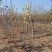 玉兰花树苗室内外庭院绿化植物大花红玉兰黄玉兰紫玉兰白玉兰