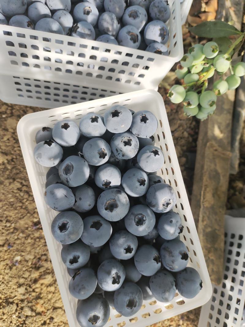 蓝莓