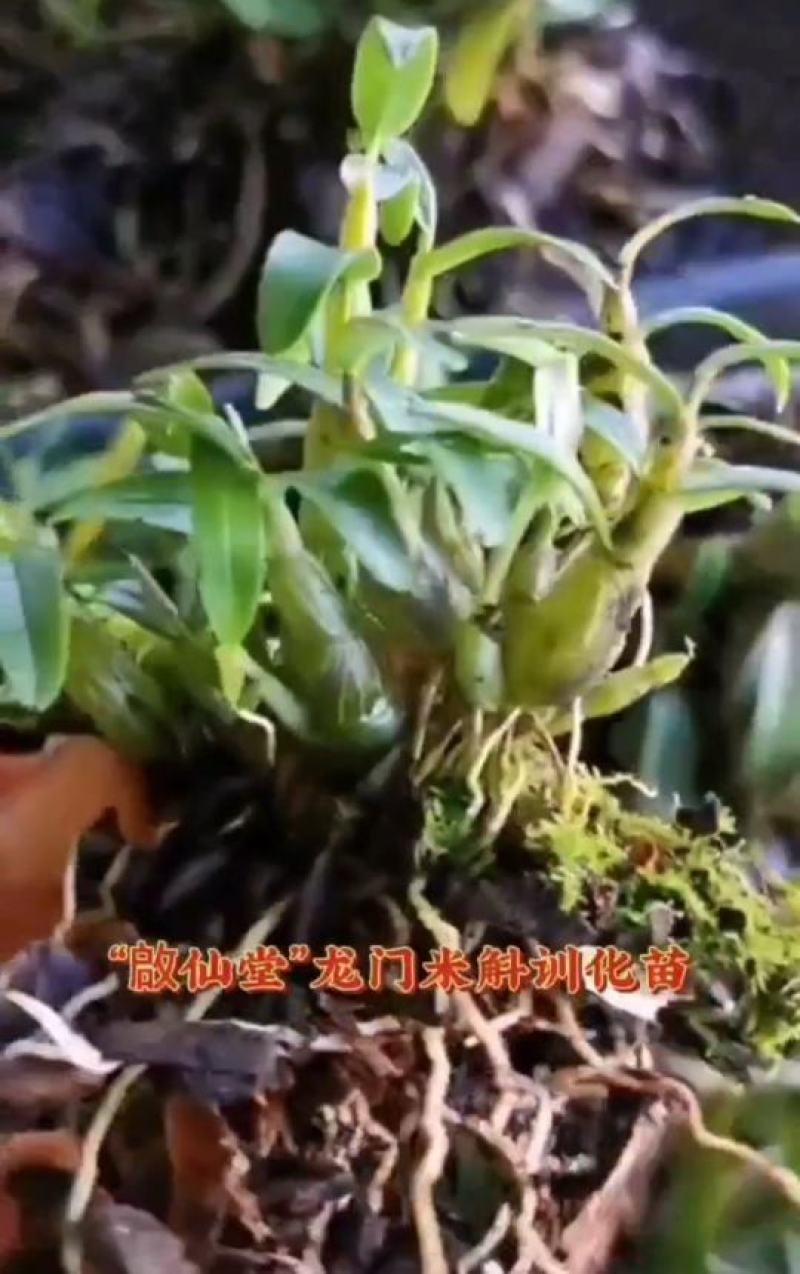 龙门米斛仿野生龙门霍山米斛训化苗，大丛苗
