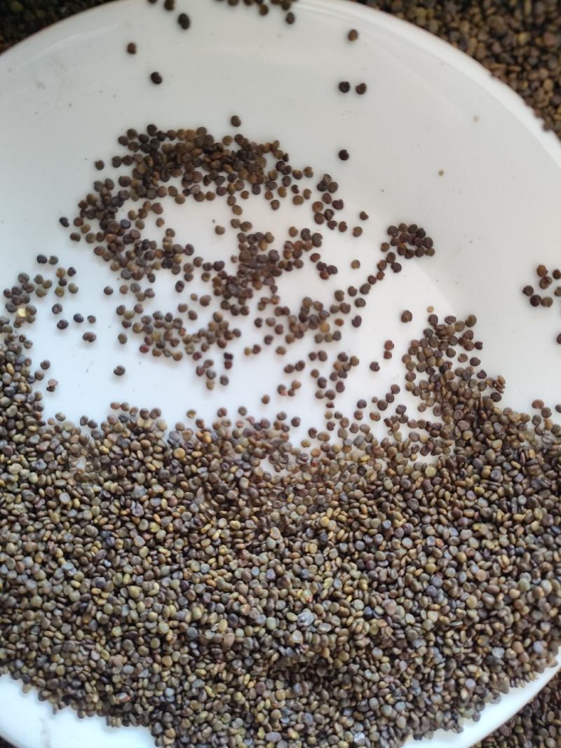 沙苑子别名沙苑蒺藜子、沙蒺藜、潼蒺藜白蒺藜足斤足量纯无硫