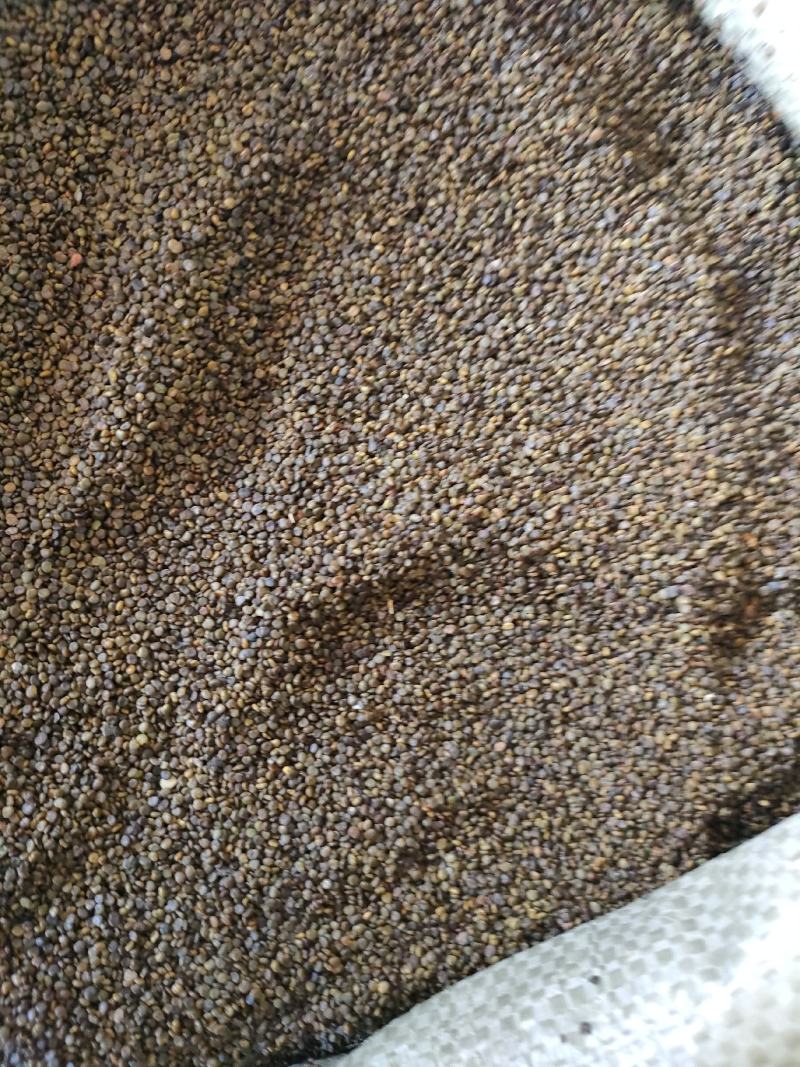 沙苑子别名沙苑蒺藜子、沙蒺藜、潼蒺藜白蒺藜足斤足量纯无硫