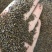 沙苑子别名沙苑蒺藜子、沙蒺藜、潼蒺藜白蒺藜足斤足量纯无硫