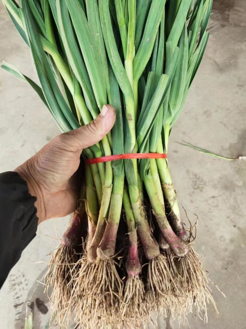 【推荐】蒜苗量大从优大量上市基地货源可视频看货