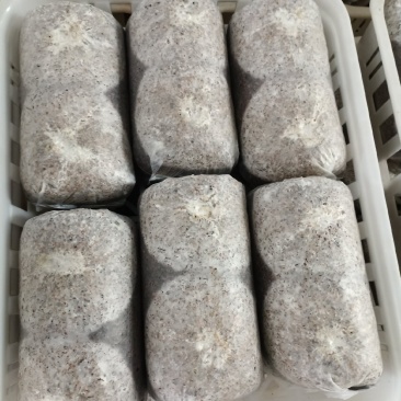 金耳菌包源头工厂，品质有保障，量大从优
