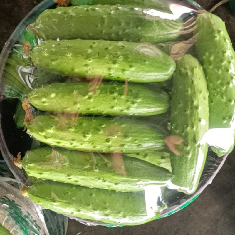 旱黄瓜大量上市中