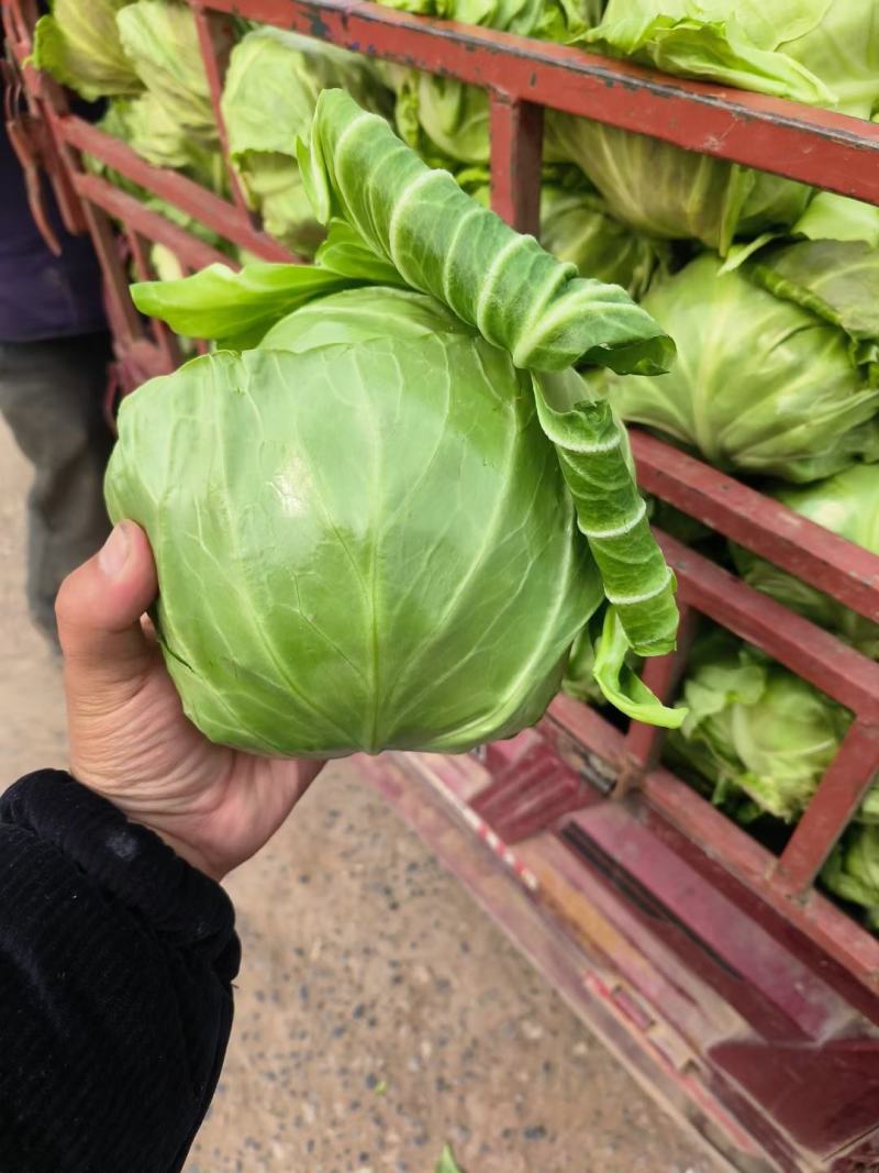 精品甘蓝圆包菜博爱甘蓝一手货源视频看货可谈