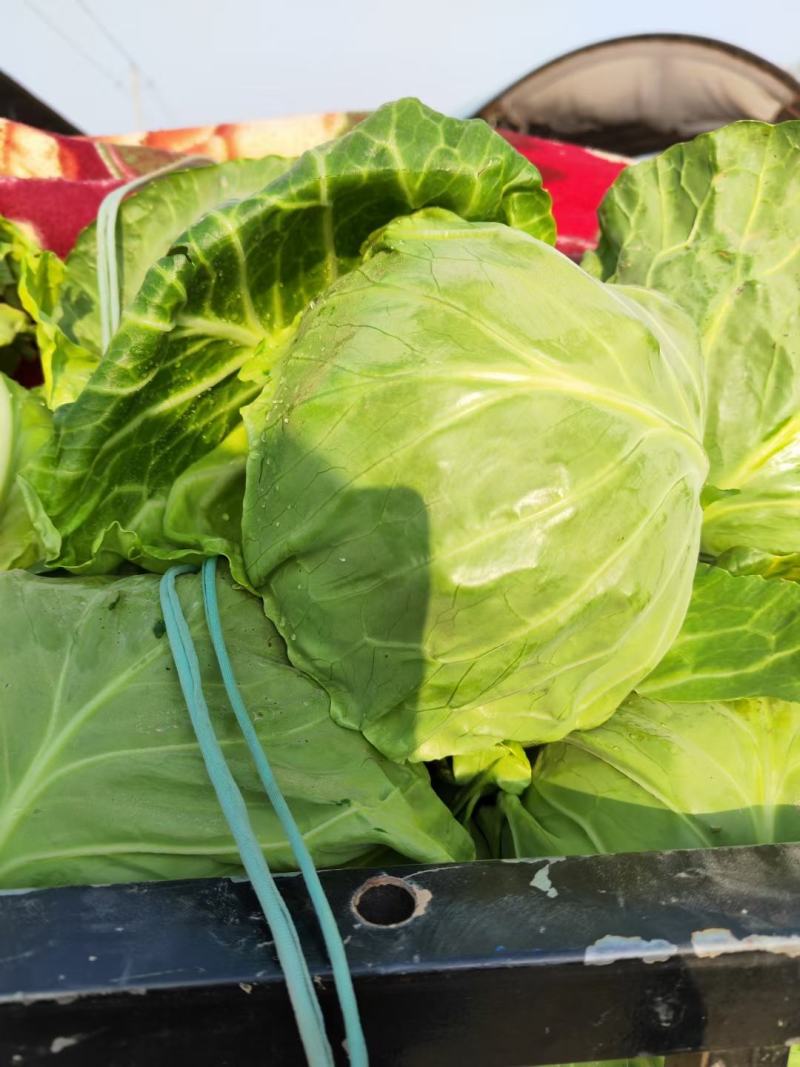 精品甘蓝圆包菜博爱甘蓝一手货源视频看货可谈