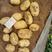 【实力】精品沃土五号优质荷兰ev土豆对接各大批发市场