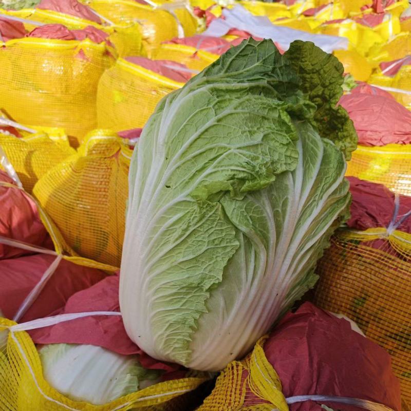 黄心白菜，无烧心，无虫眼，诚信代发，产地直发