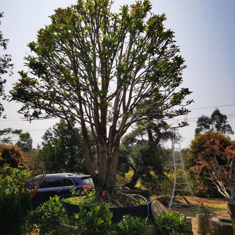 红桂花