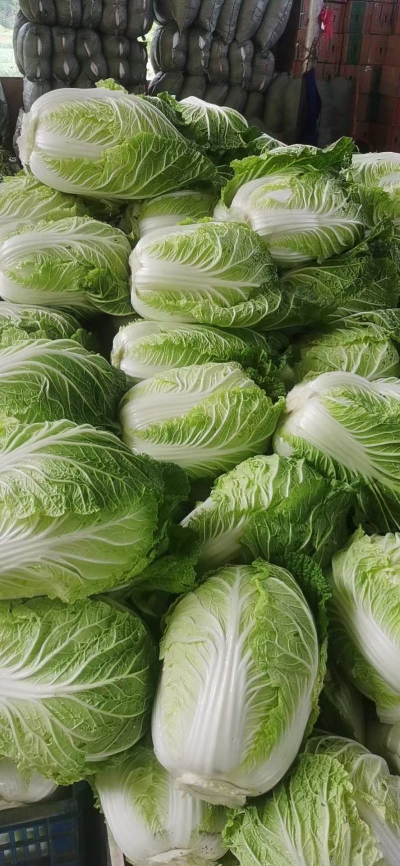 黄心白菜，无烧心，无虫眼，诚信代发，产地直发