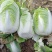 黄心白菜，无烧心，无虫眼，诚信代发，产地直发