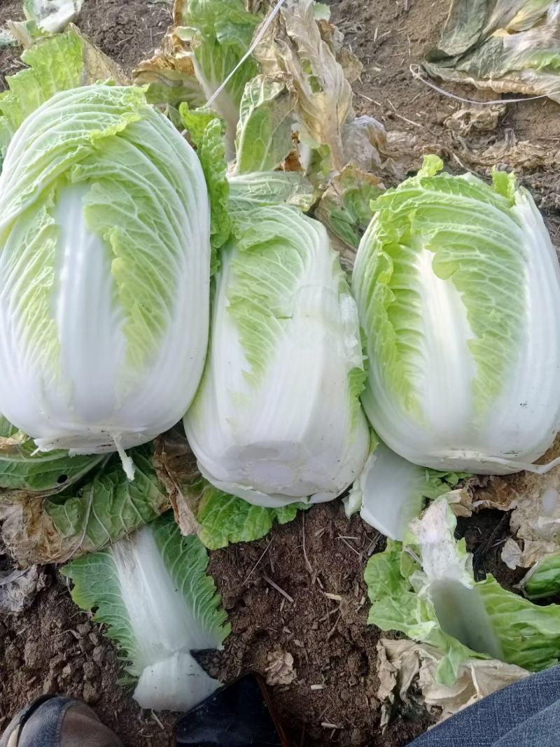 黄心白菜，无烧心，无虫眼，诚信代发，产地直发