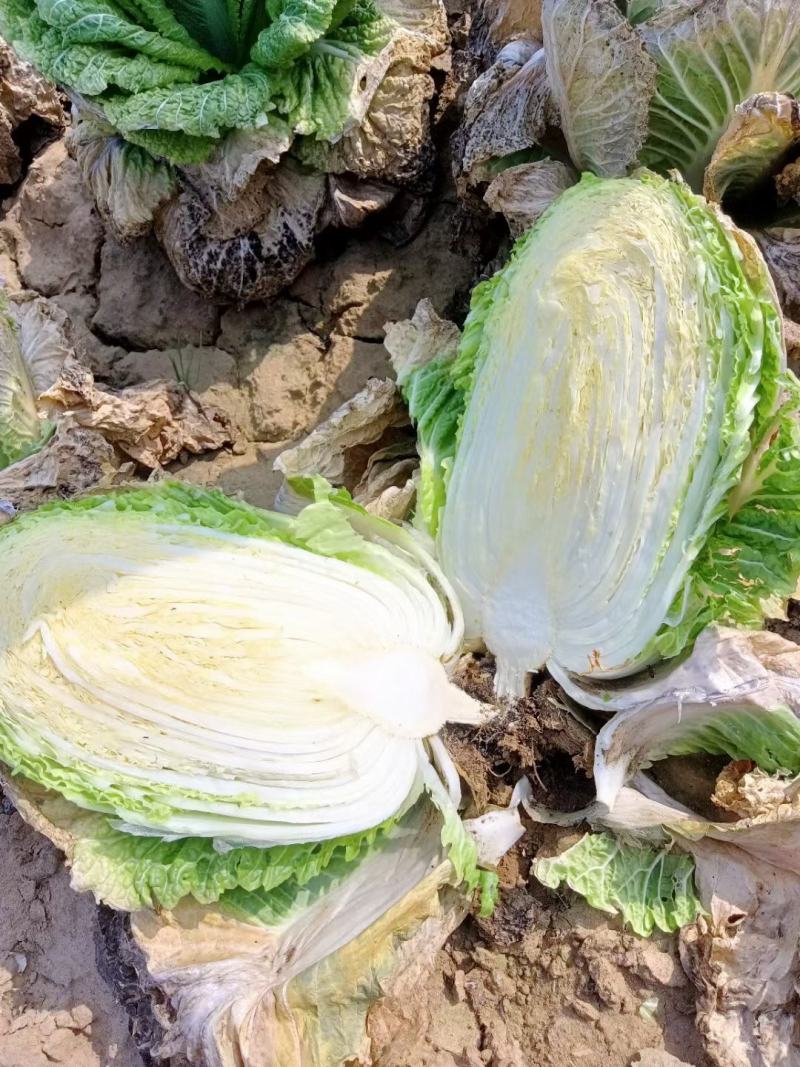 黄心白菜，无烧心，无虫眼，诚信代发，产地直发