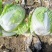 黄心白菜，无烧心，无虫眼，诚信代发，产地直发
