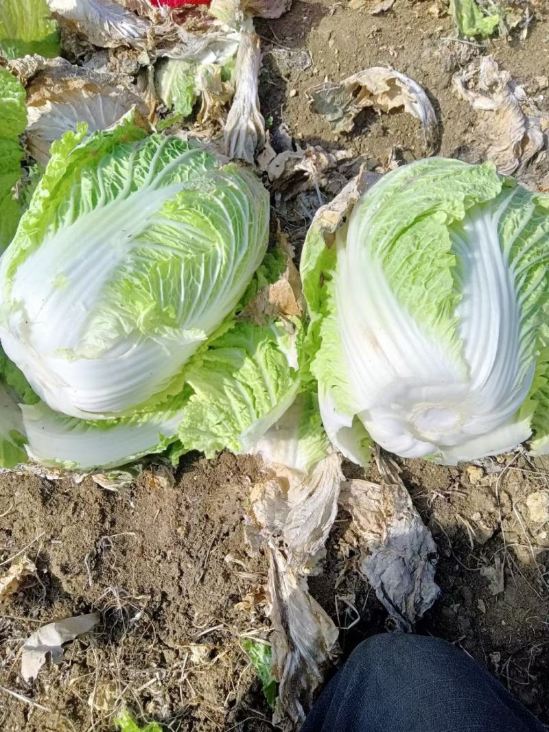 黄心白菜，无烧心，无虫眼，诚信代发，产地直发